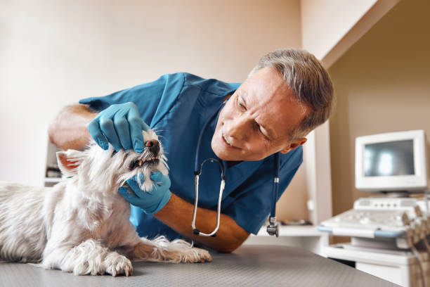 Best Broken or Chipped Tooth Repair in Westbury, NY